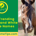 Brown-and-white-horse-names-featured