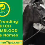 DUTCH-WARMBLOOD-horse-names-featured