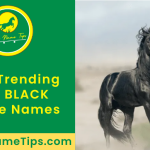 all-black-horse-names-featured