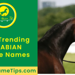 arabian-horse-names-featured