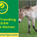 asian-horse-names-fearured