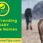 baby-horse-names-featured