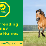 bay-horse-names-featured