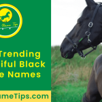 beautiful-black-horse-names-featured