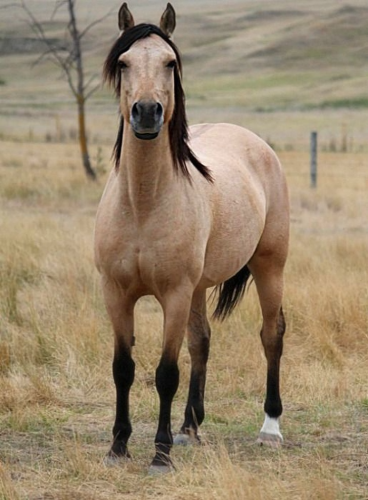 female horse image