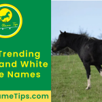 black-and-white-horse-names-featured