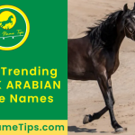 black-arabian-horse-names-featured