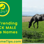 black-male-horse-names-featured