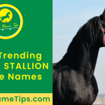 black-stallion-horse-names-featured