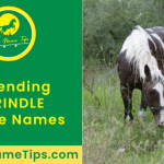 brindle-horse-names-featured