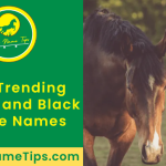 brown-and-black-horse-names-featured