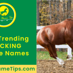 bucking-horse-names-featured