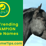 champion-horse-names-featured