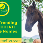 chocolate-horse-names-featured