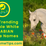 female-white-arabian-horse-names-featured