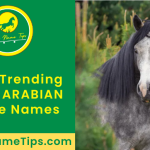 grey-arabian-horse-names-featured