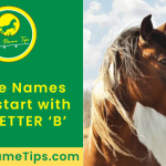 horse-names-starting-with-b-featured