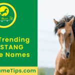 mustang-horse-names-featured