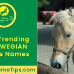 norwegian-horse-names-featured