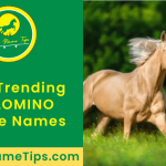 palomino-horse-names-featured