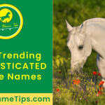 sophisticated-horse-names-featured