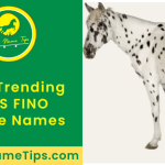 striped-horse-names-featured