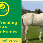 tan-horse-names-featured