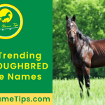 thoroughbred-horse-names-featured