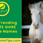 white-shire-horse-names-featured