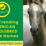 AMERICAN-SADDLEBRED-horse-names-featured