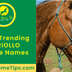 CRIOLLO-horse-names-featured