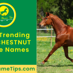 RED-CHESTNUT-horse-names-featured