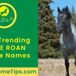 blue-roan-horse-names-featured