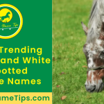 brown-and-white-spotted-horse-names-featured