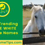 cute-white-horse-names-featured