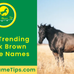 dark-brown-horse-names-featured