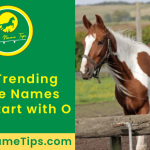 horse-names-that-start-with-O-featured