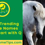 horse-names-that-start-with-q-featured