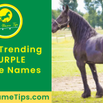 purple-horse-names-featured