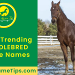 saddlebred-horse-names-featured