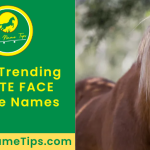 white-face-horse-names-featured