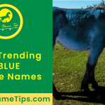 BLUE-horse-names-featured