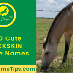 cute-buckskin-horse-names-featured