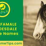 female-clydesdale-horse-names-featured