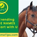 horse-names-that-start-with-U-featured