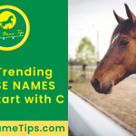 horse-names-that-start-with-c-featured