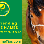 horse-names-that-start-with-p-featured