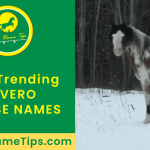 overo-horse-names-featured