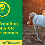 schleich-horse-names-featured