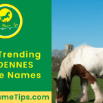 ARDENNES-horse-names-featured